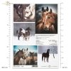 Papier decoupage, papier, Schronisko w Korabiewicach, fotografie zwierząt, psy, Joanna Laskowska, Shelter in Korabiewice, animal photography, dogs, Tierheim in Korabiewice, Tierfotografie, Hunde, Refugio en Korabiewice, fotografía